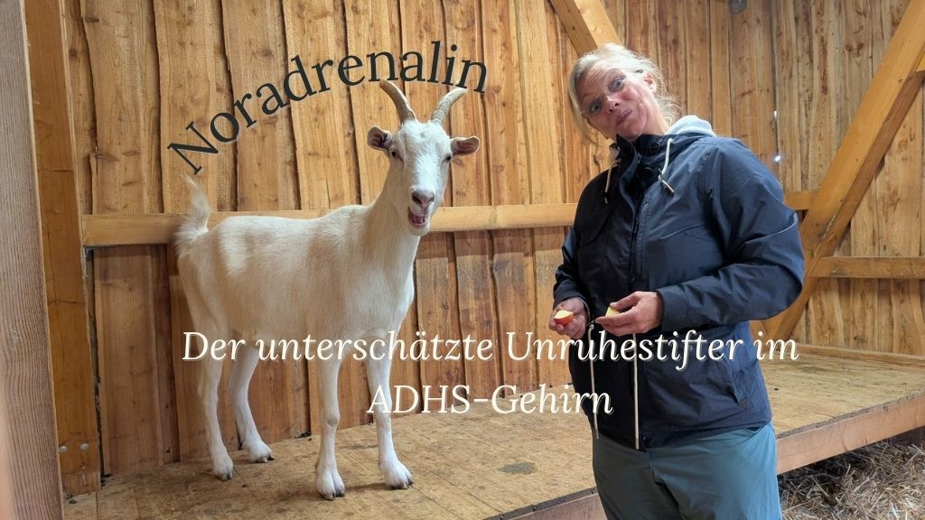 Frau steht bei weißer Ziege in Stall, Text im Bild: Noradrenalin, der unterschätzte Unruhestifter im ADHS Gehirn