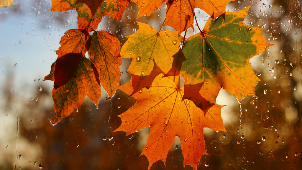 Ahornblätter mit Regentropfen