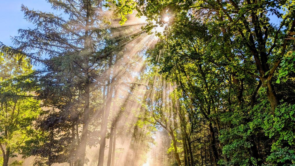 Bild eines Waldes, durch den die Sonne scheint und aufgewirbwelten Staub anscheint