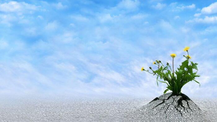 Löwenzahn, der in ausgedorrtem Boden aus der Erde kommt, als Symbolbild für Erfahrung, Kraft und Hoffnung