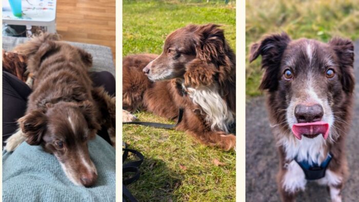 Collage aus drei Bilder von Hund Faro